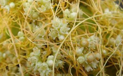 ��˿����ˮ�ȵĹ�Ч