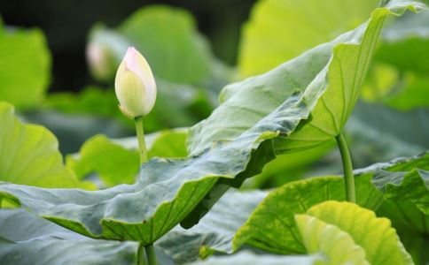 �������� ��ҽ��������ʳ������