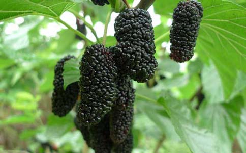 ɣ����ˮ�ȵĹ�Ч����Щ