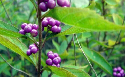 ����Ҷ��ˮ�ȵĹ�Ч