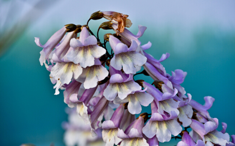 ��ͩ����ˮ�ȵĽ���