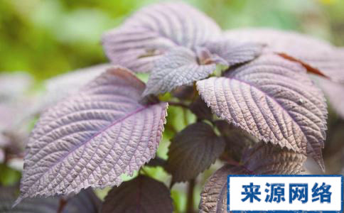 ����Ҷ��ˮ�ȵĹ�Ч