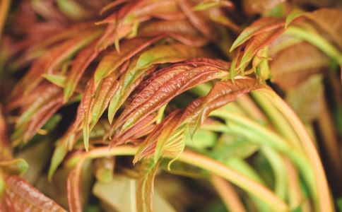 4��ʳ����ζ��� Ů��ʳ�ú�ȴ����������