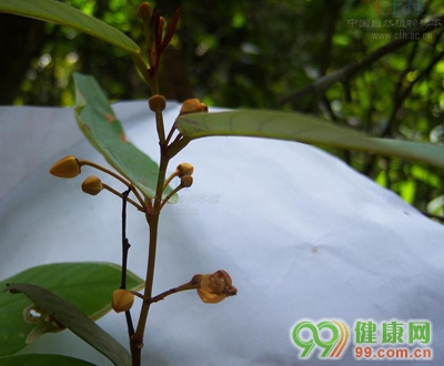 �в�ҩ�ڹ��ٵĿ����鷽