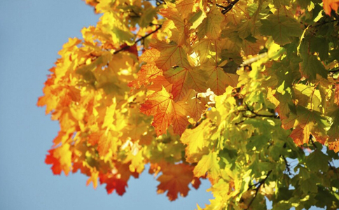 ������֮���ô�� ���������ʳ����