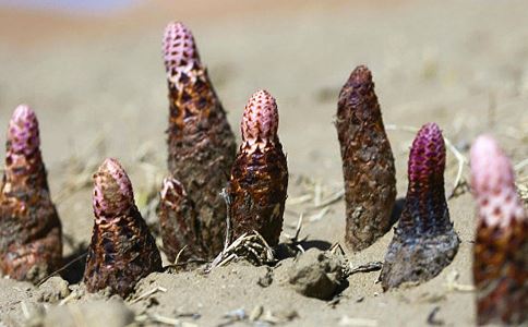 ������ˮ�ȵĹ�Ч