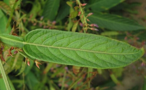 ��«����ˮ�ȵĹ�Ч