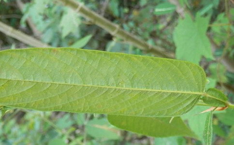 ��«����ˮ�ȵĽ���