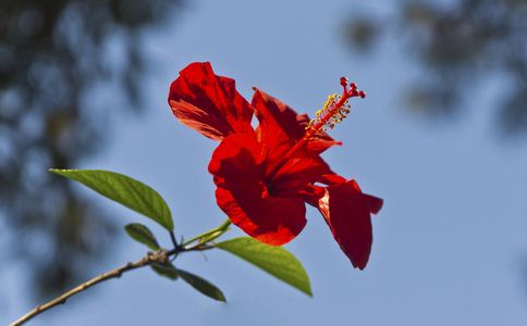 ����ӭ�ļ� ������ʳ��7��ԭ��