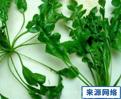 �������αر�����ɫ�߲�