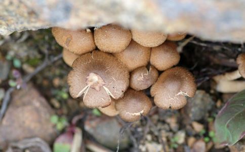 ����ʳ���ȫ ����Ȼ��15�ַ���ʳ��