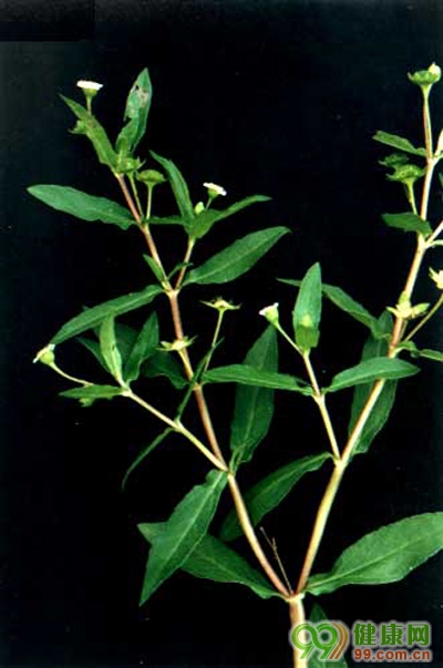 ��ҩ�����ݿ�����ʲô��