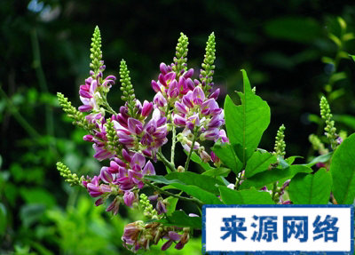 ��ҩ��Ѫ����������ʲô��֢