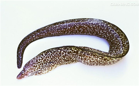 �Ƽ�����Ů�˲�Ѫ������