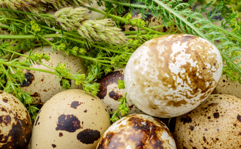 ���ʺ�Ů�˳Ե����ֵ�