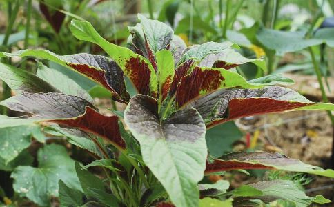 ȥʪ�ȵ�ʳ������Щ