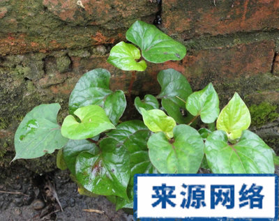 ��ҩ���Ȳݶ԰�֢��ʲô����