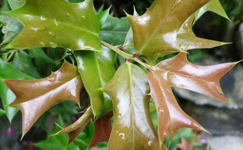 �۹�Ҷ��ˮ�ȵĹ�Ч