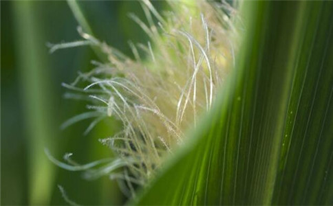 ����ʳ�Ʒ���������ֹ��