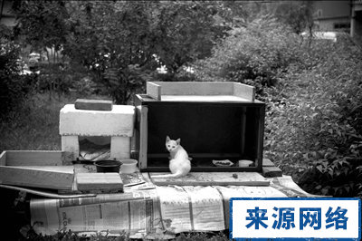 �ǹܲ�è������������ ��Ӧ�ƾ���Űè��Ϊ