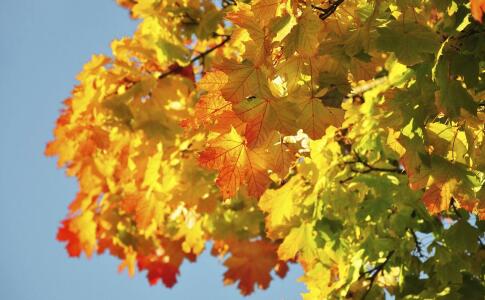 �＾����Ƣθ Ҫ�����Щ��ɫʳ��