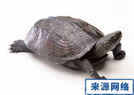 �и���ʲôʳ����������