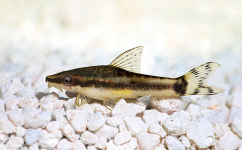 ��Щ������ж�Ҫ�ٳ�