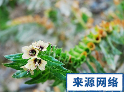 ������ҩ�����ӵĹ�Ч