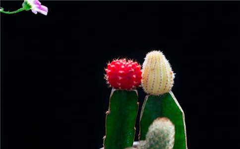 �������ܷ������� ����������Щ����