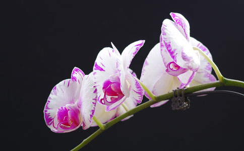 6��ֲ����ŷ��� ��������Σ����