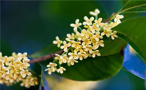 ����÷������ �Ƽ����ֺú�����