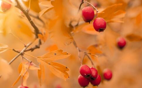 �����ѳ��������� Ů�Կɶ����Щʳ��