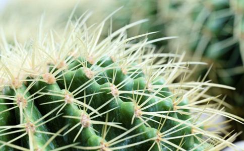 ����Է��������ֲ��