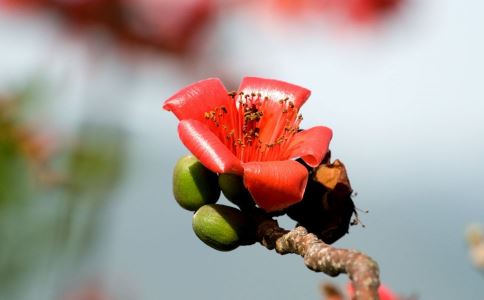 ����ʪ��������Щ���� �Ƽ�8����ʪʳ��