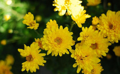 �𾪣���Щ�ʻ����������Ĺ�Ч