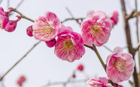 �𾪣���Щ�ʻ����������Ĺ�Ч