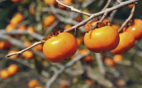 �ո�ǧ���ܳԵ�11��ʳ��