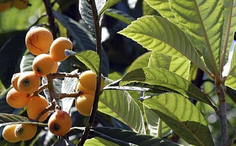 �ڷ���ʧ����ʲô�� �Ƽ�10��ʳ��