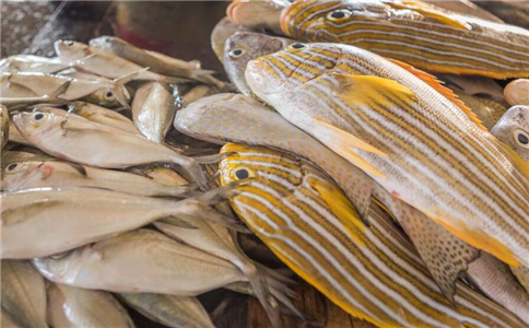 10�ֳ���ʳ�� �ٽ��������彡��