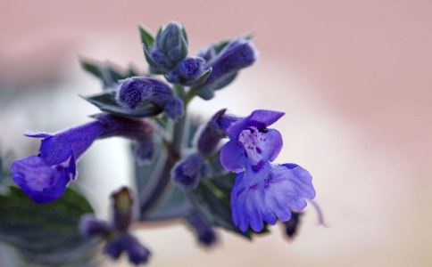 ���������硱Ҳ���԰�������