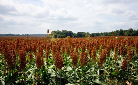 �����в�ҩ�����ǵ��ΰ��鷽