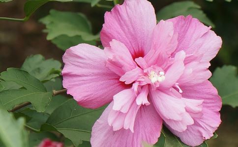 �ʻ���ʳ ľ�Ȼ��Ĺ�Ч���Է�