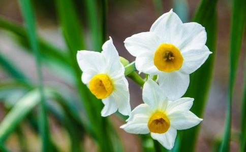 ��Щ��ɫֲ�ﲻ�˰ڼ���