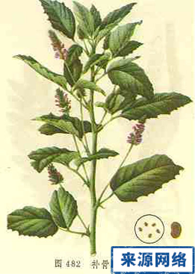 ��ҩ����֬�԰�֢��ʲô����