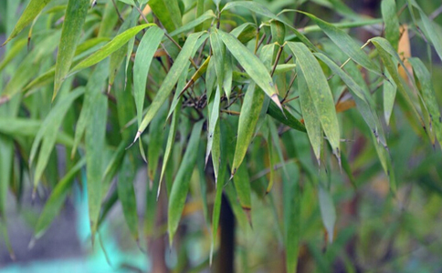 ����Ҷ��ˮ�ȵĹ�Ч