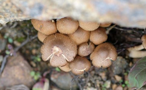 ���Σ��������ζ��12��ʳ��