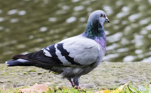 ����Ϊ�β��� ���Ƿ����ǵĻ�