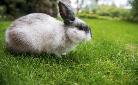 ��������Ӳ����ʲô 6��Ԥ��Ӳ��ʳ��