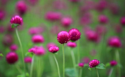 ��Щֲ�������°�