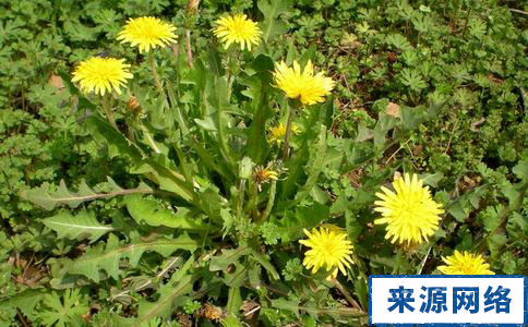 ���Ŷ���ˮ�ȵĹ�Ч